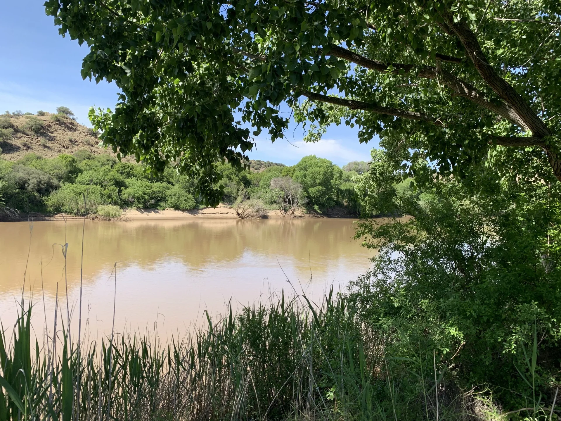 Trees shading the Orange River at the reserve
