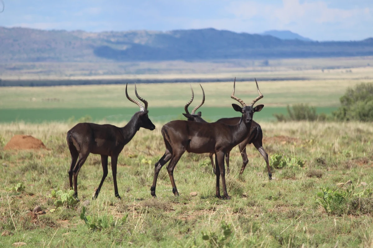 Open reserve landscape with antelope