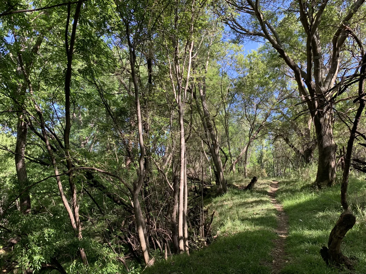 Green woodland path at the reserve