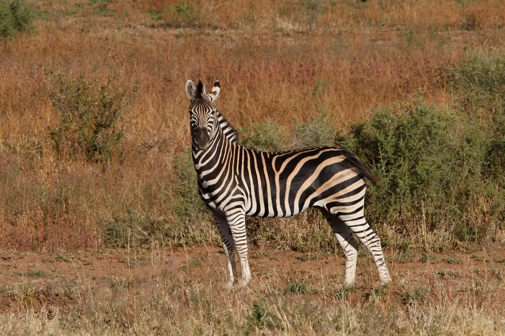 Zebra in the reserve grassland
